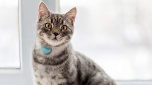 Bis zu eine position alle zehn sekunden. Gps Tracker Fur Katzen Top 5 Im Test Vergleich 2021