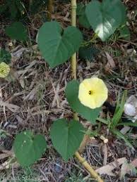 Image result for Ipomoea adenioides