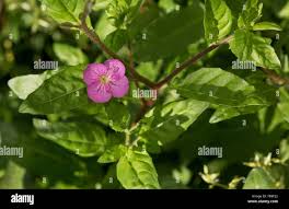 Image result for Oenothera rosea