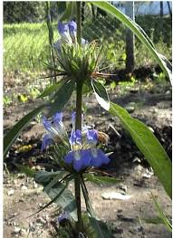 Image result for Hygrophila uliginosa