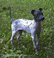 Maybe you would like to learn more about one of these? American Hairless Terrier Dog Breed Information And Pictures