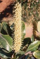 Image result for Faurea