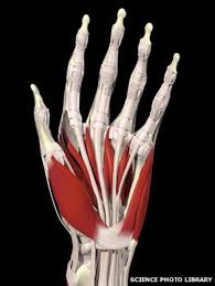 The foot is an intricate part of the body, consisting of 26 bones, 33 joints, 107 ligaments, and 19 muscles. The Incredible Human Hand And Foot Bbc News