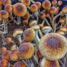 Order buddha mind pills for only $49.97 and psilocybin mushrooms for microdosing now. Psilocybe Cubensis Magic Mushroom For Sale Credit Card Accepted