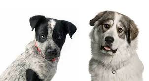 In austin, tx on petfinder. All About The Great Pyrenees Blue Heeler Mix Ultimate Guide
