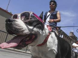 ¿desea realizar el pago de infracciones cdmx por internet? Cdmx Congress Will Prohibit Tattoos And Aesthetic Piercings On Pets The Yucatan Times