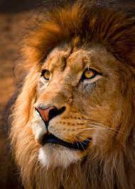 Lion Portrait Lion Photography Lions Photos Majestic Animals