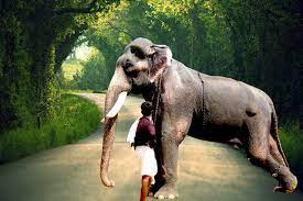 Posted by aana premi sangam keralam at 00:01. Mangalamkunnu Karnan Hd Images Famous Elephants Hd Images Image