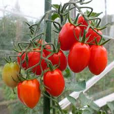 Image result for tomato San Marzano
