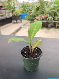 Image result for Kaempferia