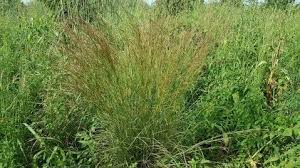 Image result for Andropogon