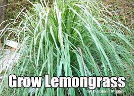 It does not just add citrus flavor, it is beneficial for health too. How To Grow Lemongrass 3 Steps With Pictures Instructables