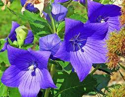 Coupons Specials Norwood Road Garden Center Balloon Flowers Purple Flowers Flower Images