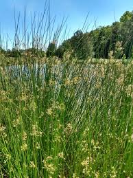 Image result for Juncus effusus