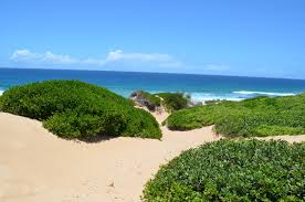 Image result for Croton inhambanensis