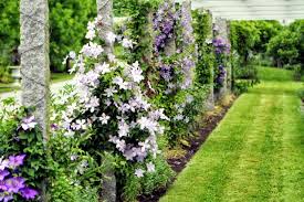 Maybe you would like to learn more about one of these? Clematis In The Garden Planting Maintenance And Hibernation Clematis Interior Design Ideas Ofdesign