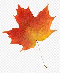 Transparent background fall leaves png. Transparent Orange Leaf Png Autumn Leaf Transparent Background Png Download Vhv