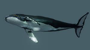 Humpback Whale 3d Model In 2020 Whale Humpback Whale Render Image