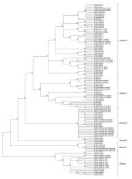 Image result for Vigna reticulata