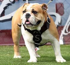 Mississippi State Bulldogs Mascot Bully Xix Mississippi State Bulldogs Bulldog Live Mascot