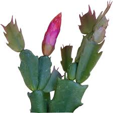 I have a 6 year old christmas cactus that has been outside all its life. Christmas Cactus Winter Bloom Holiday Cactus Sale Succulents Box