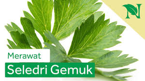 Tanaman ini tumbuh merambat atau memanjat dengan sulur berbentuk spiral, banyak bercabang, berbau tidak enak serta batangnya berusuk isma. Cara Merawat Tanaman Seledri Di Polybag Agar Tetap Subur Dan Tidak Cepat Mati Youtube