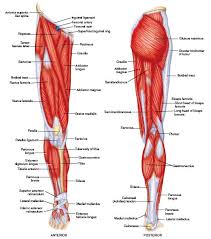 As far as the lower leg muscle anatomy goes, the major muscles include two calf muscles and one shin muscle. 8 Leg Exercises For Indoorcycling Instructors Indoor Cycling Spinning R Blog