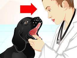 Hunde haben oft weichen kot. Was Du Gegen Dunnen Stuhlgang Beim Hund Tun Kannst Wikihow
