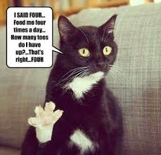 Funny Pictures Of The Day 50 Pics Feed Me Four Times A Day Human Funny Cat Pictures Funny Cats Funny Cat Memes