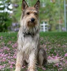 Regular brushing reduces the amount of hair that berger picards strongly protect their territory. Berger Picard Information Dog Breed Facts Dogell Com