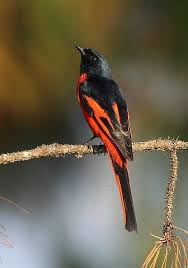 Black Bird With Long Tail And Red Beak Pin On Birds