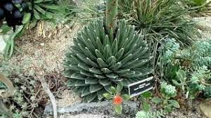 During her reign with her. Agave Victoriae Reginae In Huge Terminal Flower Spike Youtube