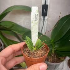 Image result for Aerangis kirkii