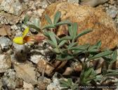 Image result for Aeschynomene multicaulis