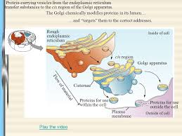 Smooth endoplasmic reticulum lacks ribosomes and helps synthesize and concentrate various substances needed by the cell. What Is The Function Of Rough Endoplasmic Reticulum Socratic