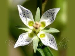 Image result for Swertia erosula