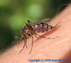 Image result for Mystacidium tanganyikense