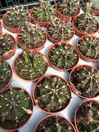 Image result for Cissus humbertii