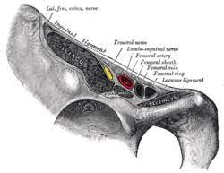 It forms the base of the inguinal canal through which an indirect inguinal hernia may develop. Inguinal Ligament Wikipedia