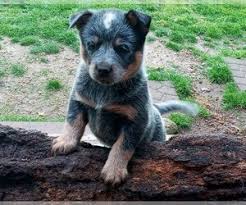 44 to 62 pounds life span: View Ad Australian Stumpy Tail Cattle Dog Puppy For Sale Near Tennessee Chapmansboro Usa Adn 257550
