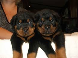 We have top quality german rottweilers and can shipp to us nation wide. How Much Does A German Rottweiler Cost