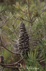 Image result for Pavetta hymenophylla