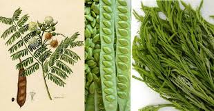 Image result for Leucaena leucocephala