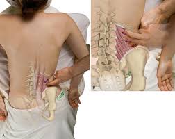 腰方形筋、腰痛、起始停止、作用、治し方 – STROKE LAB 東京大阪 自費リハビリ | 脳卒中神経系