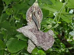 Image result for Aristolochia hockii