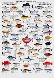 97 Best Fish Chart Images Fish Chart Fish Freshwater Fish