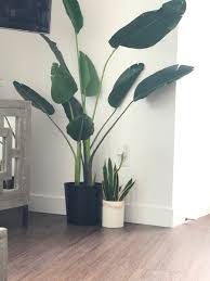 This roundup of fake plants with real potential will help you see how to decorate your home with faux plants! Gabriel On Twitter I Got My Second Large Fake Plant From Amazon And I Liiiiiive