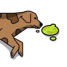 Why Does My Dog Keep Throwing Up Yellow Bile Cuteness Dog Throwing Up Throwing Up Bile Up Dog