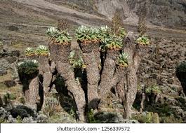 Image result for Disperis kilimanjarica