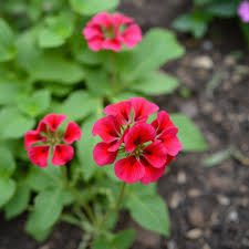 Image result for Pelargonium domesticum round-leaved bushy